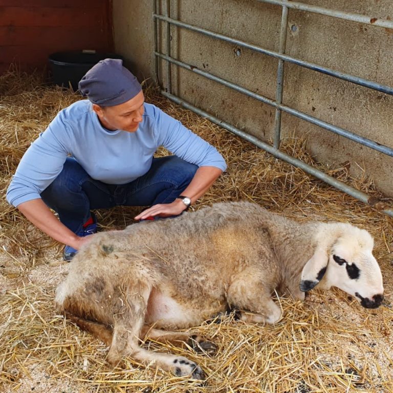 Behandlung Schaf