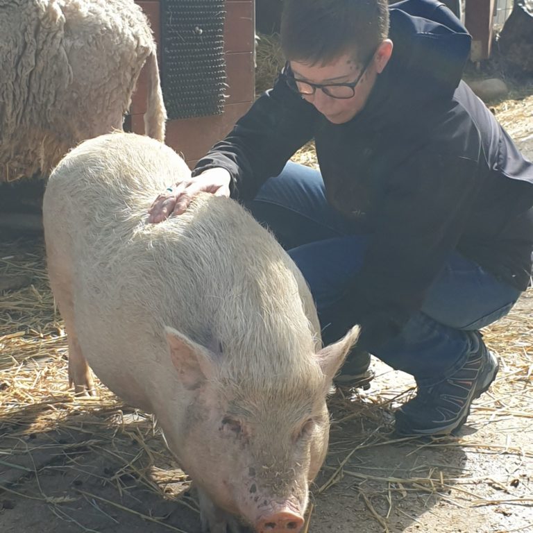 Ellen_Cranio Zwerchfell Schwein