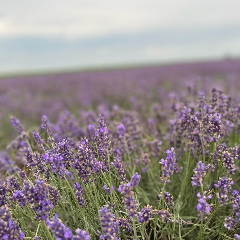 Lavendel Nahaufnahme